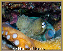 Octopus 

Nikon D80 with Nikkor 60mm lens in a D80 Hous... by Nunzio Bianco 